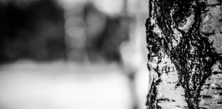 egzotic tree-84.jpg